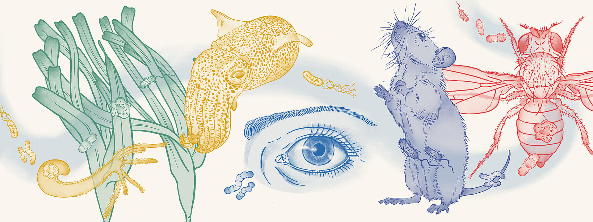 PhD Summer School on Host-Microbe Symbioses 2025 cover image